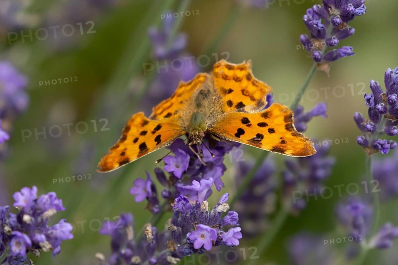 Comma butterfly (Polygonia c-album) adult insect feeding on garden blue Lavender plant flowers in summer, England, United Kingdom