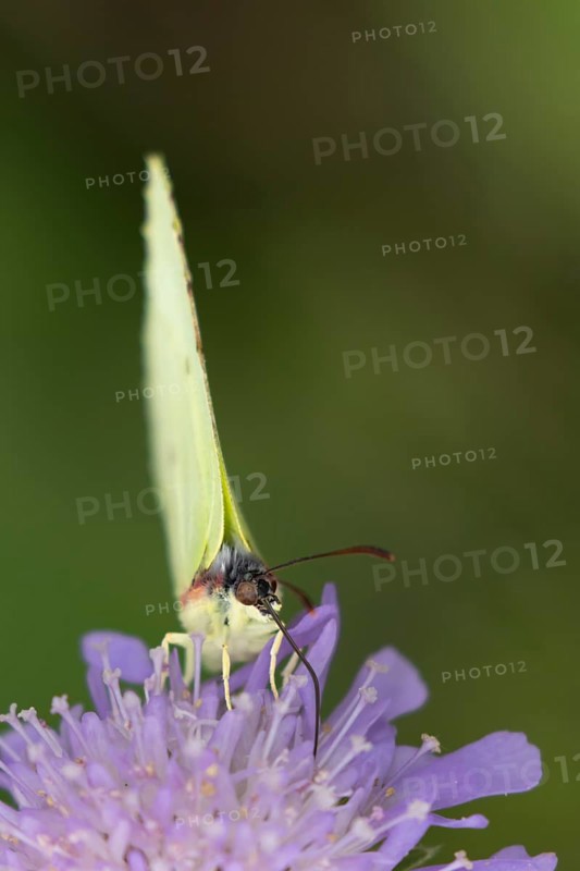 Brimstone butterfly (Gonepteryx rhamni) adult insect feeding on Field scabious plant flowers in summer, England, United Kingdom