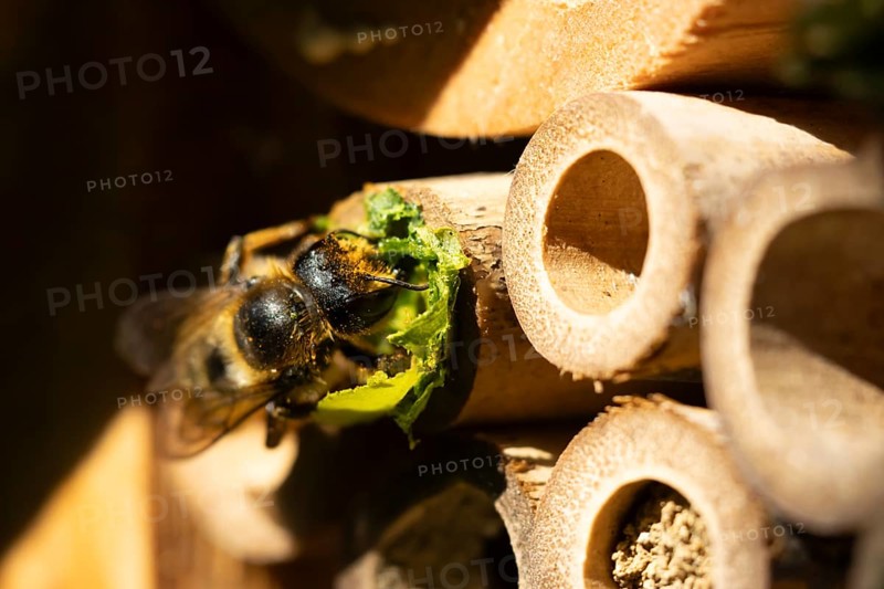 Leaf cutter bee (Megachile centuncularis) adult insect returning to a bee hotel box with leaves in summer, England, United Kingdom