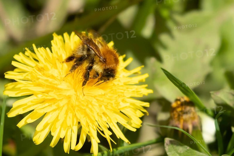 Buff tailed bumblebee (Bombus terrestris) adult bee insect feeding on yellow Dandelion (Taraxacum officinale) flowers in spring, England, United Kingdom