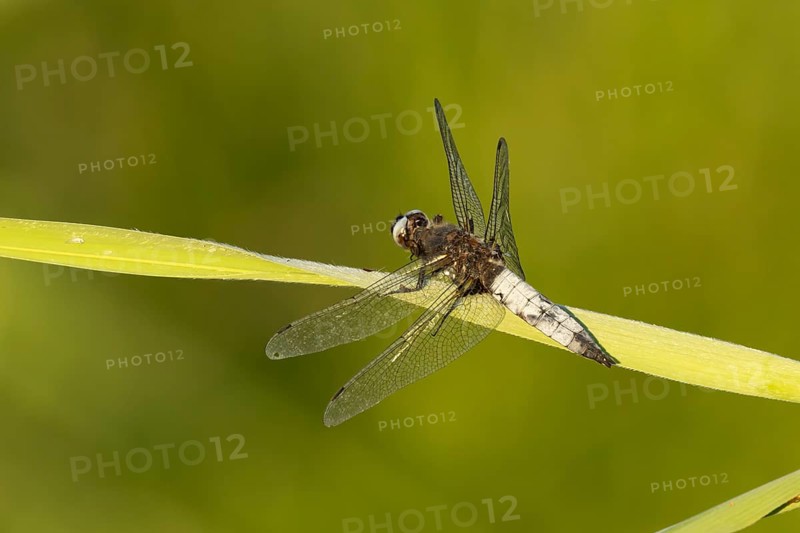 Broad-bodied chaser dragonfly (Libellula depressa) adult insect resting on a reed plant leaf in summer, England, United Kingdom