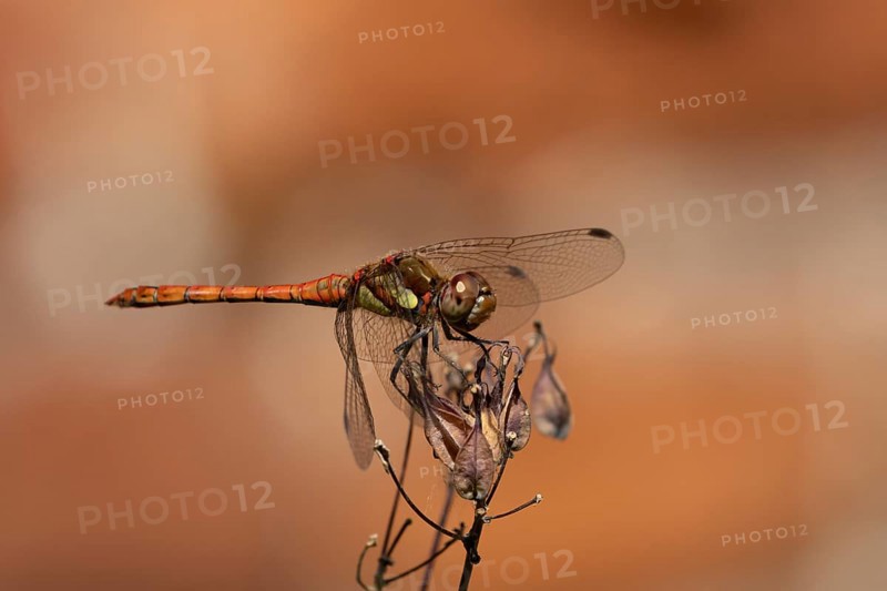 Common darter dragonfly (Sympetrum striolatum) adult male insect resting on a garden flower seedhead in summer, England, United Kingdom