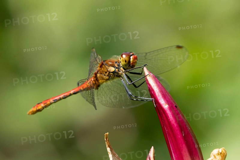 Common darter dragonfly (Sympetrum striolatum) adult male insect resting on a garden lily flower in summer, England, United Kingdom