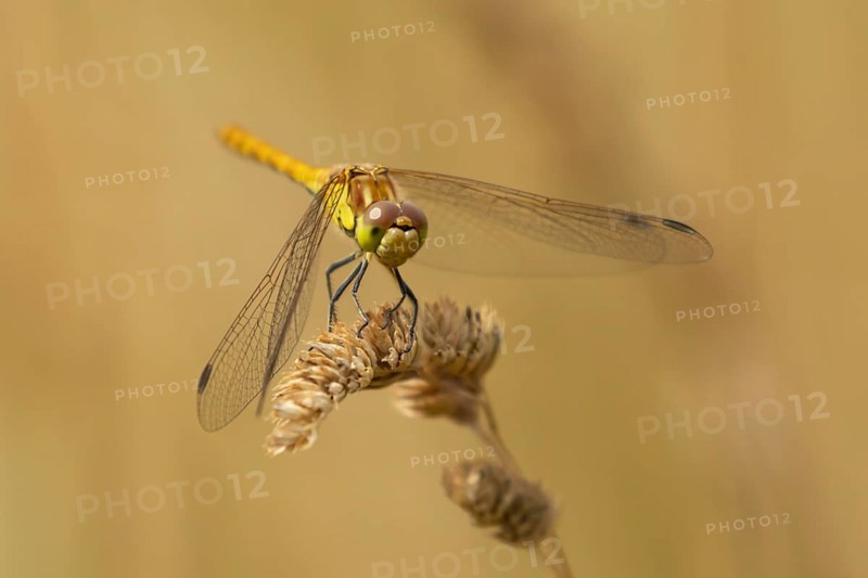Common darter dragonfly (Sympetrum striolatum) adult female insect resting on a grass stem seedhead in summer, England, United Kingdom