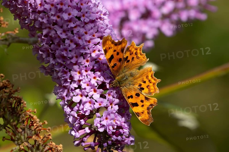 Comma butterfly (Polygonia c-album) adult insect feeding on garden purple Buddleja or Buddleia plant flowers in summer, England, United Kingdom