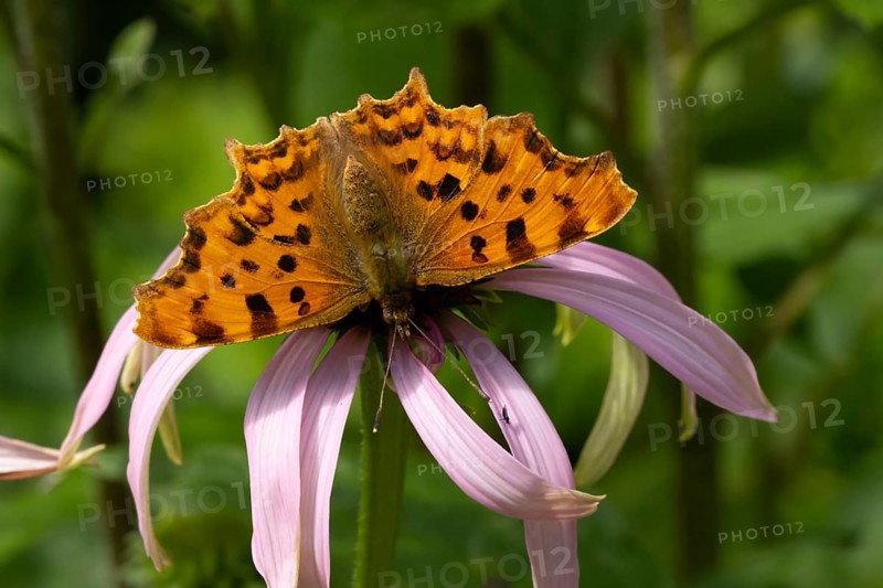 Comma butterfly (Polygonia c-album) adult insect feeding on garden purple Coneflower (Echinacea purpurea) plant flowers in summer, England, United Kingdom