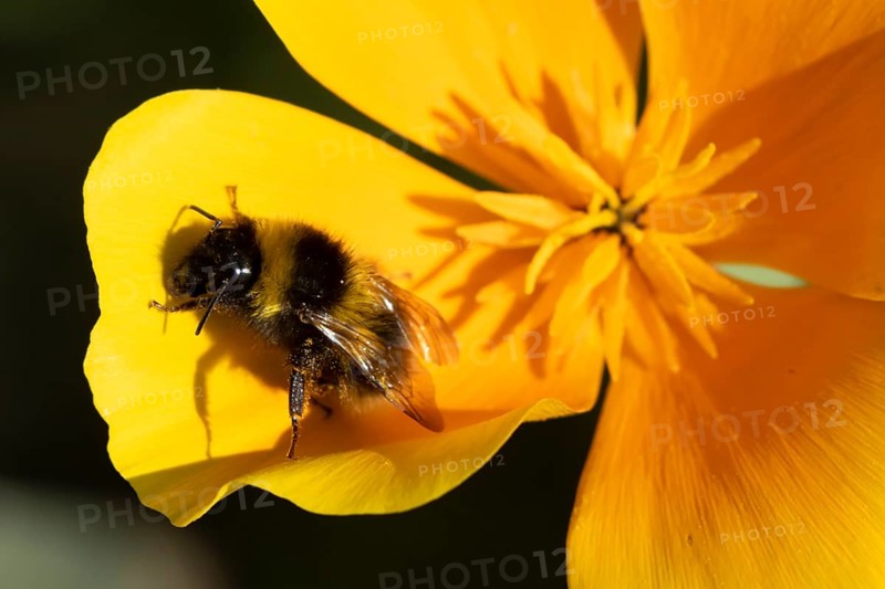 Buff tailed bumblebee (Bombus terrestris) adult bee insect on garden yellow Californian poppy flowers in summer, England, United Kingdom