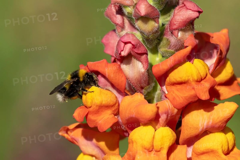 Buff tailed bumblebee (Bombus terrestris) adult bee insect feeding on garden Snapdragon (Antirrhinum majus) flowers in summer, England, United Kingdom