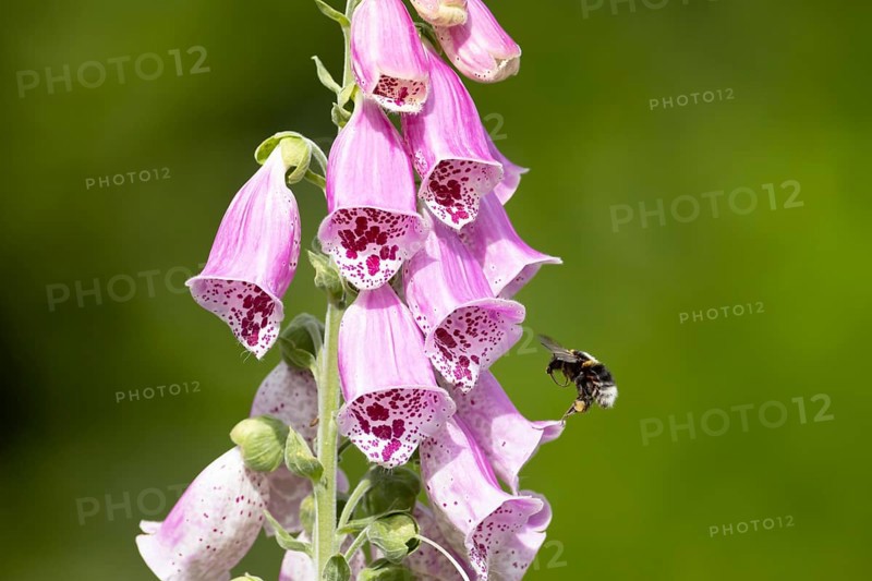 Buff tailed bumblebee (Bombus terrestris) adult bee insect flying towards a purple garden Foxglove (Digitalis purpure) flower in summer, England, United Kingdom