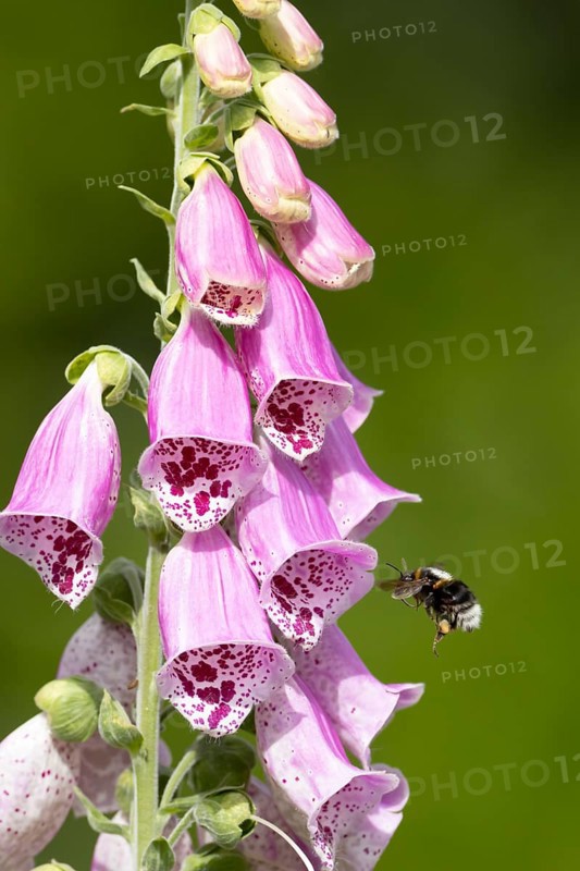 Buff tailed bumblebee (Bombus terrestris) adult bee insect flying towards a purple garden Foxglove (Digitalis purpure) flower in summer, England, United Kingdom