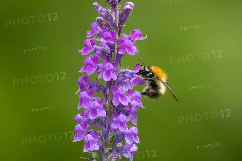 Common carder bumblebee (Bombus pascuorum) adult bee insect feeding on purple garden Toadflax flowers in summer, England, United Kingdom