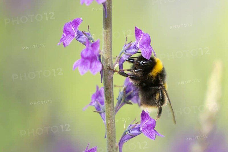 Buff tailed bumblebee (Bombus terrestris) adult bee insect feeding on purple garden Toadflax flowers in summer, England, United Kingdom