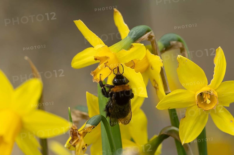 Buff tailed bumblebee (Bombus terrestris) adult bee insect feeding on garden yellow Daffodil or Narcissus flowers in spring, England, United Kingdom