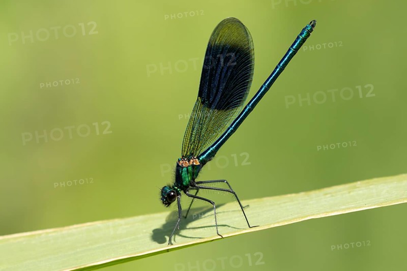 Banded demoiselle damselfly (Calopteryx splendens) adult male insect resting on a reed plant leaf in summer, England, United Kingdom