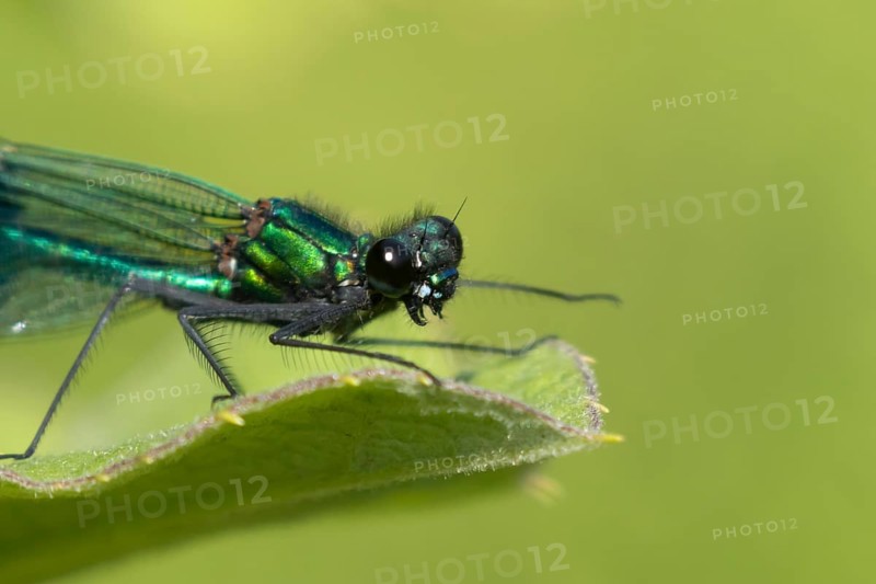 Banded demoiselle damselfly (Calopteryx splendens) adult male insect resting on a plant leaf in summer, England, United Kingdom
