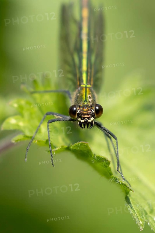 Banded demoiselle damselfly (Calopteryx splendens) adult female insect resting on a nettle plant leaf in summer, England, United Kingdom
