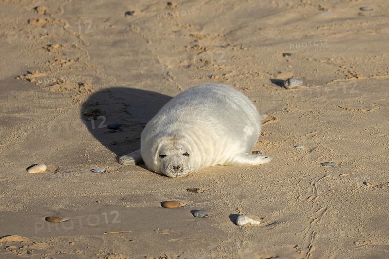 Atlantic grey seal (Halichoerus grypus) juvenile baby pup animal sleeping on a seaside beach in winter, England, United Kingdom