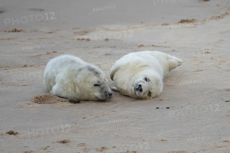 Atlantic grey seal (Halichoerus grypus) two juvenile baby pup animals sleeping on a beach in winter, England, United Kingdom