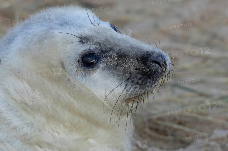 Atlantic grey seal (Halichoerus grypus) juvenile baby pup animal head portrait in winter, England, United Kingdom