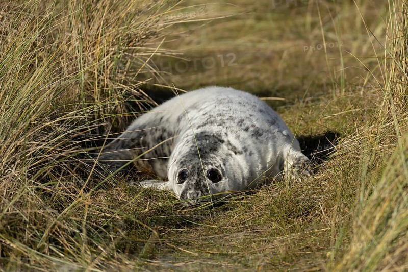 Atlantic grey seal (Halichoerus grypus) juvenile baby pup animal resting on a sand dune on a beach in winter, England, United Kingdom
