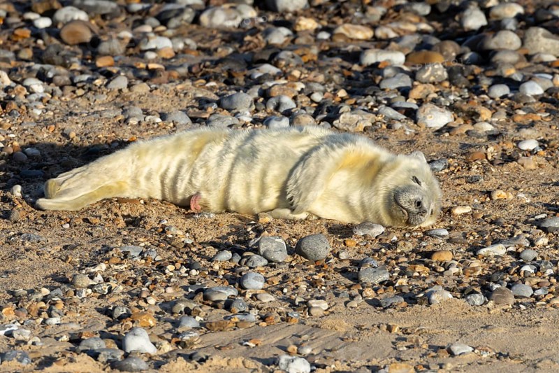 Atlantic grey seal (Halichoerus grypus) juvenile baby pup animal sleeping on a shingle beach in winter, England, United Kingdom