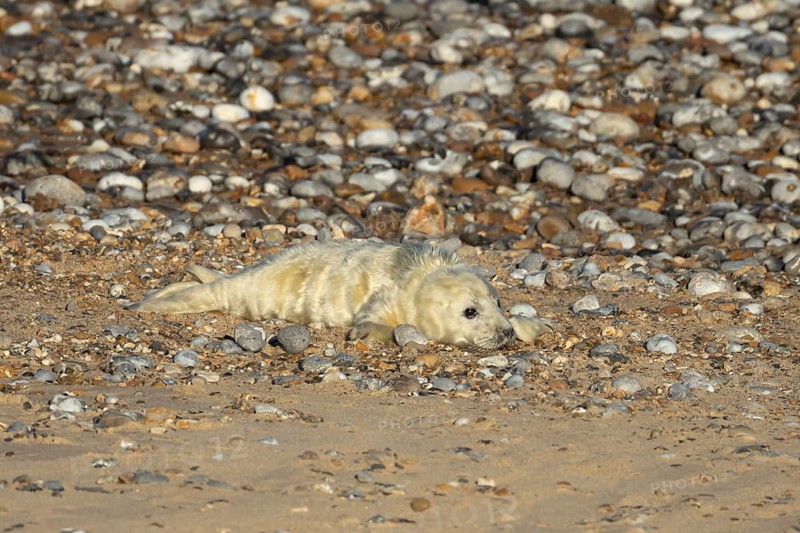 Atlantic grey seal (Halichoerus grypus) juvenile baby pup animal on a shingle beach in winter, England, United Kingdom