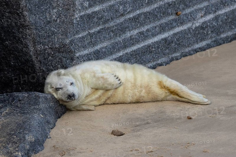 Atlantic grey seal (Halichoerus grypus) juvenile baby pup animal sleeping on a rock on a beach in winter, England, United Kingdom