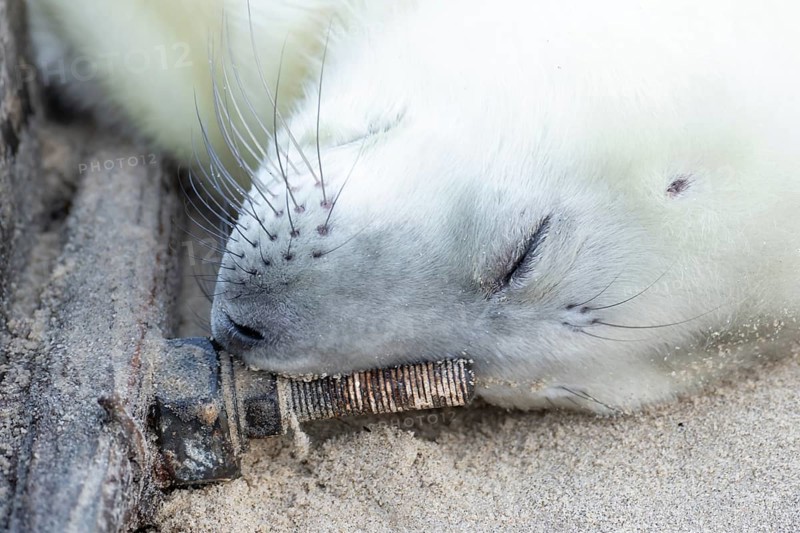 Atlantic grey seal (Halichoerus grypus) juvenile baby pup animal sleeping by a sea defence on a beach in winter, England, United Kingdom