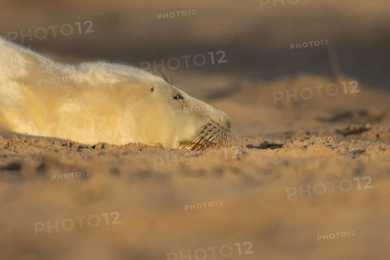 Atlantic grey seal (Halichoerus grypus) juvenile baby pup animal sleeping on sand on a beach in winter, England, United Kingdom
