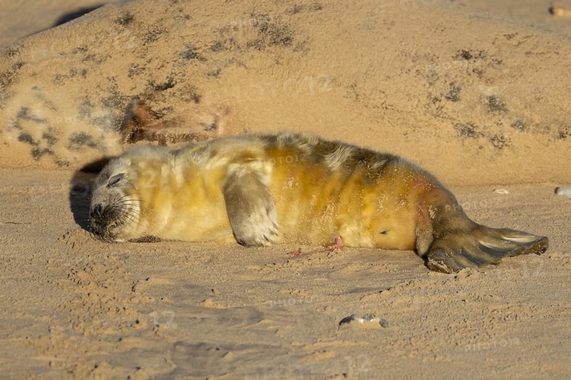 Atlantic grey seal (Halichoerus grypus) juvenile baby pup animal sleeping on a seaside beach next to its mother in winter, England, United Kingdom
