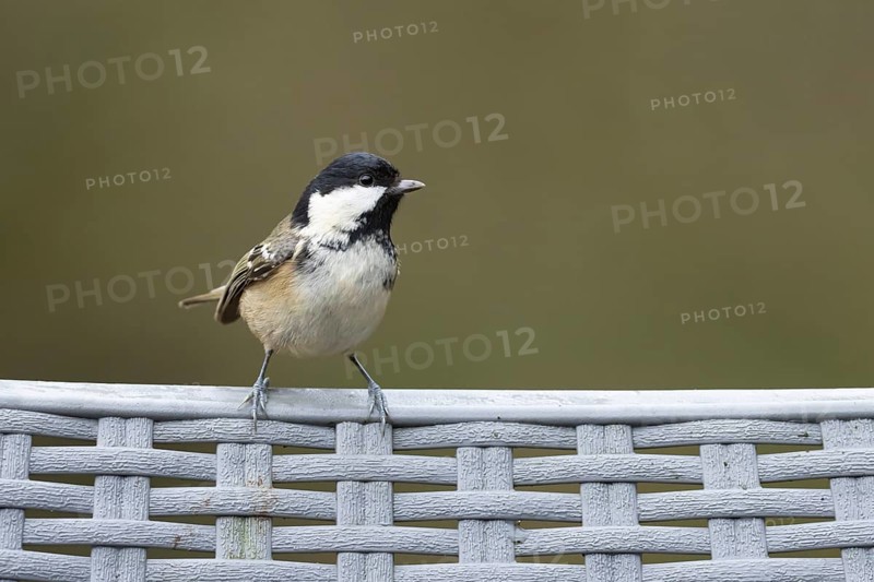Coal tit (Periparus ater) adult bird on a garden chair in winter, England, United Kingdom