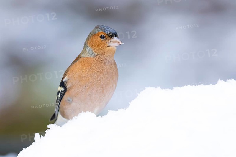 Eurasian chaffinch (Fringilla coelebs) adult male bird in a snow covered garden in winter, England, United Kingdom