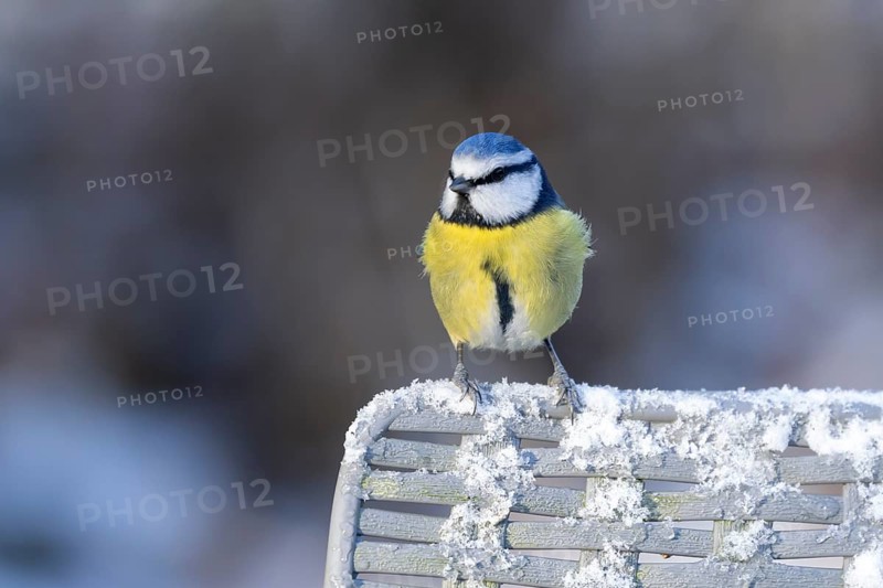 Blue tit (Cyanistes Caeruleus) adult bird on a snow covered garden chair in winter, England, United Kingdom