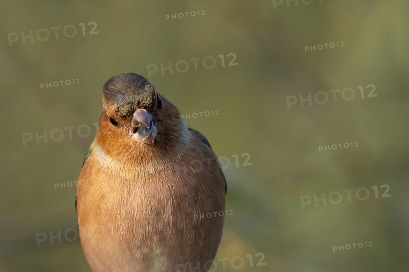 Eurasian chaffinch (Fringilla coelebs) adult male bird eating a sunflower seed in winter, England, United Kingdom