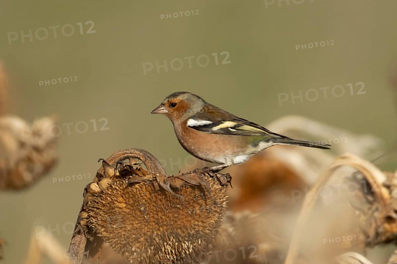Eurasian chaffinch (Fringilla coelebs) adult male bird on a sunflower plant seedhead in winter, England, United Kingdom