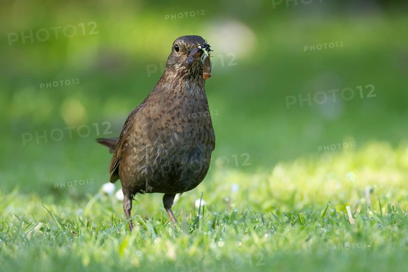 Eurasian blackbird (Turdus merula) adult female bird with worms in its beak for food on a garden grass lawn in spring, England, United Kingdom