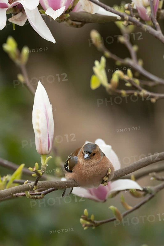 Eurasian chaffinch (Fringilla coelebs) adult male bird on garden Magnolia tree branch with blossom in spring, England, United Kingdom