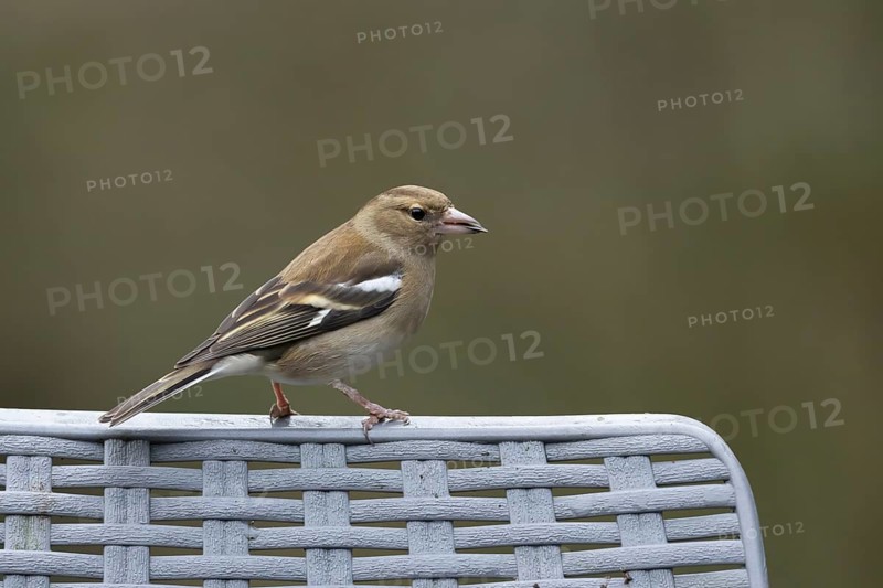 Eurasian chaffinch (Fringilla coelebs) adult female bird on a garden chair in winter, England, United Kingdom