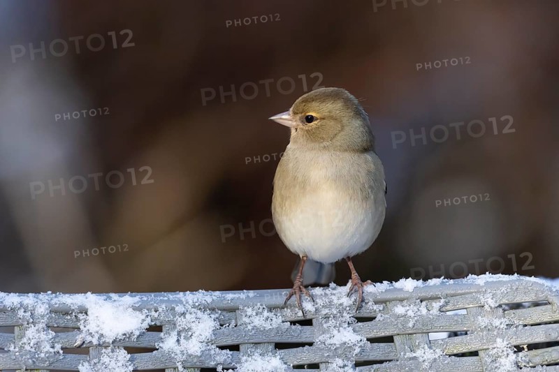 Eurasian chaffinch (Fringilla coelebs) adult female bird on a snow covered garden chair in winter, England, United Kingdom