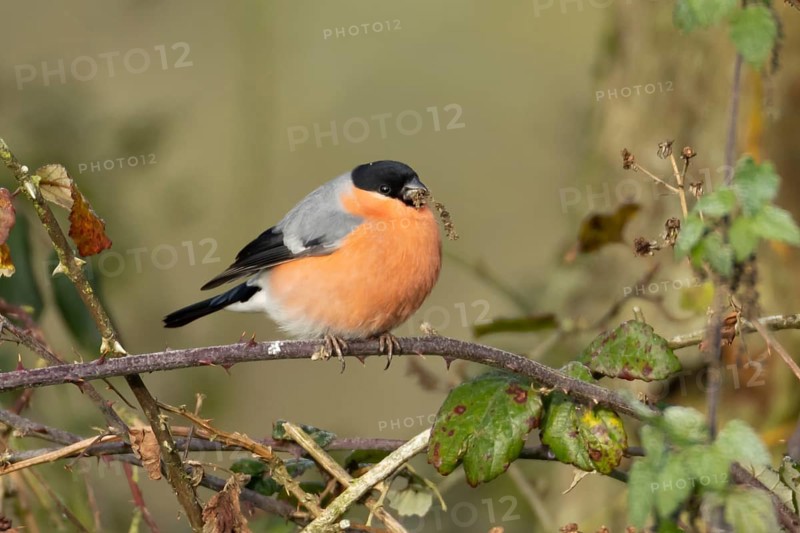 Eurasian bullfinch (Pyrrhula pyrrhula) adult male bird feeding on nettle seeds in a hedgerow in winter, England, United Kingdom