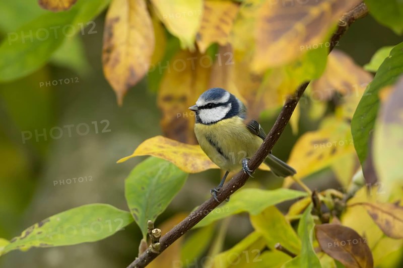 Blue tit (Cyanistes Caeruleus) adult bird on a garden Magnolia tree with autumn colour leaves, England, United Kingdom