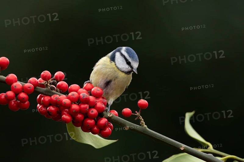 Blue tit (Cyanistes Caeruleus) adult bird on a garden Holly tree branch with red berries in winter, England, United Kingdom