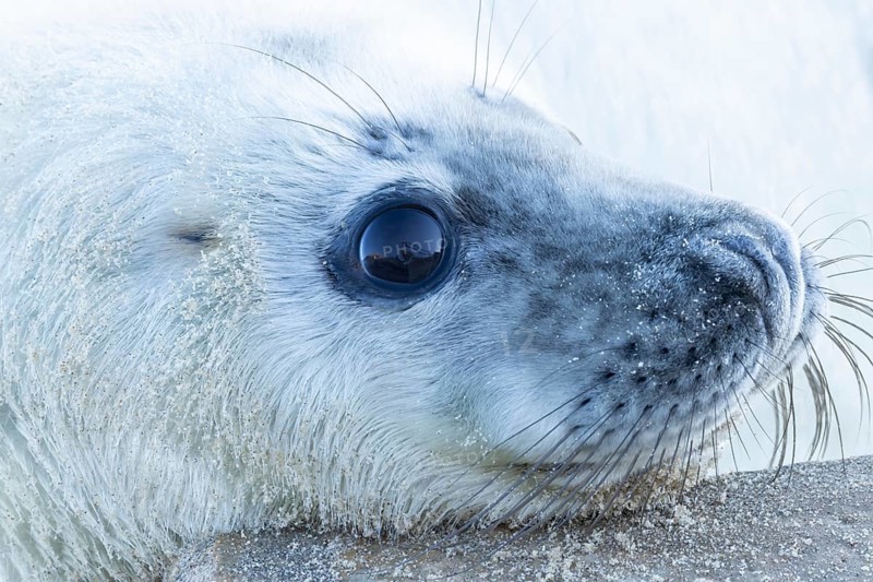 Atlantic grey seal (Halichoerus grypus) juvenile baby pup animal head portrait, England, United Kingdom