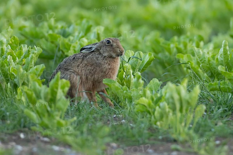 European brown hare (Lepus europaeus) adult animal feeding in a farmland sugar beet crop in the summer, England, United Kingdom