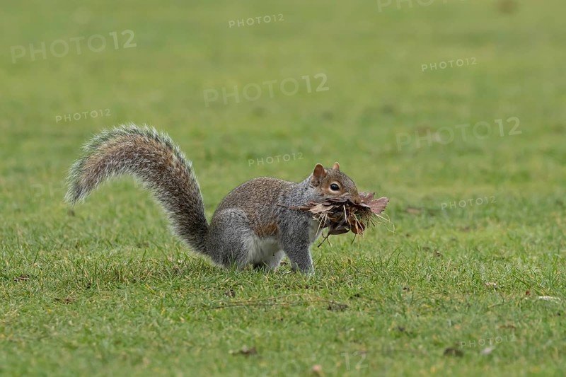 Grey squirrel (Sciurus carolinensis) adult animal with a mouthful of leaves and grass for nesting or bedding material, England, United Kingdom