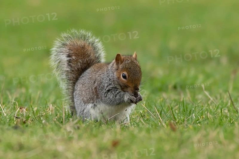 Grey squirrel (Sciurus carolinensis) adult animal eating a nut on grass, England, United Kingdom