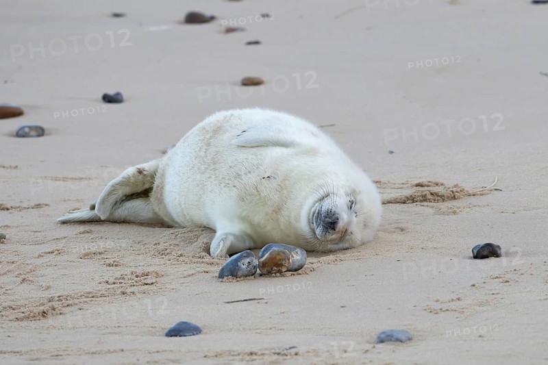 Atlantic grey seal (Halichoerus grypus) juvenile baby pup animal sleeping on sand on a beach, England, United Kingdom