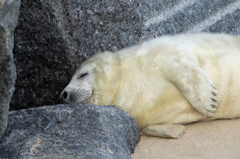 Atlantic grey seal (Halichoerus grypus) juvenile baby pup animal sleeping on a rock on a beach, England, United Kingdom