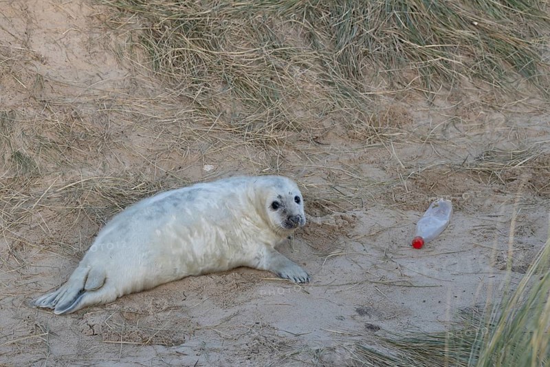 Atlantic grey seal (Halichoerus grypus) juvenile baby pup animal in sand dunes on a beach next to litter or rubbish of a plastic drinks bottle, England, United Kingdom