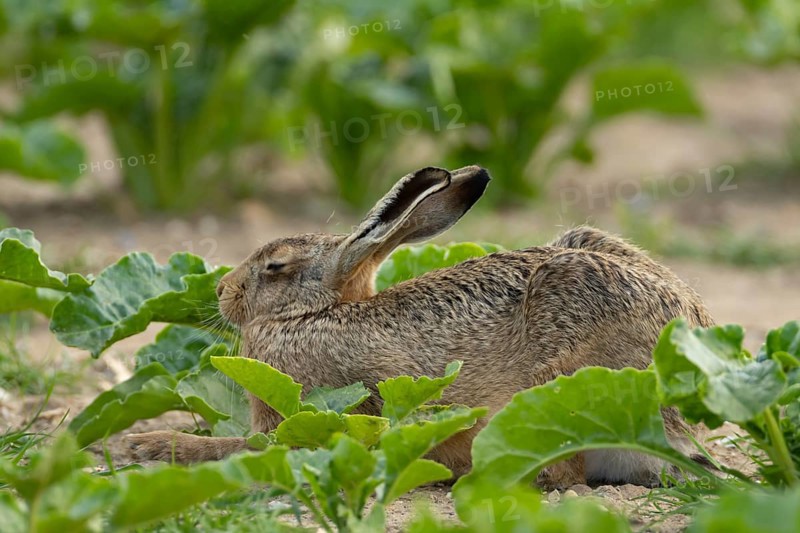 European brown hare (Lepus europaeus) adult animal sleeping in a farmland sugar beet crop in the summer, England, United Kingdom
